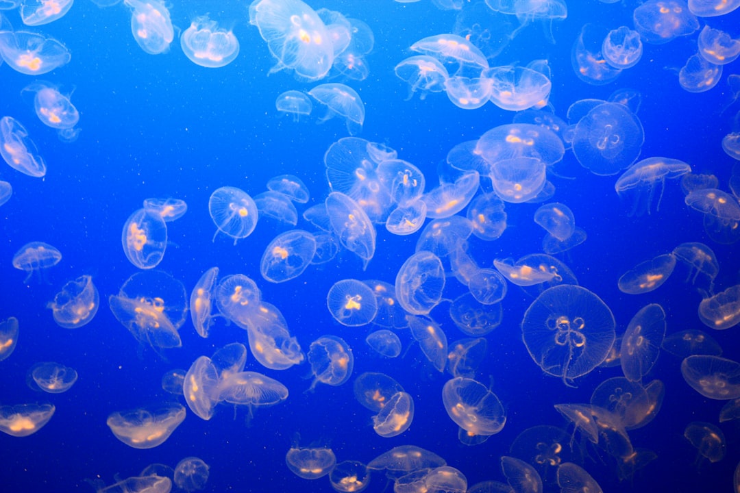 underwater photography of jellyfish