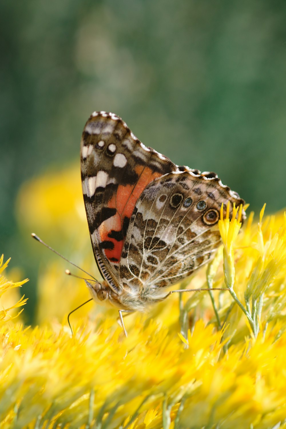 selective focus photography of brown and black moth perched on yellow flower during daytime