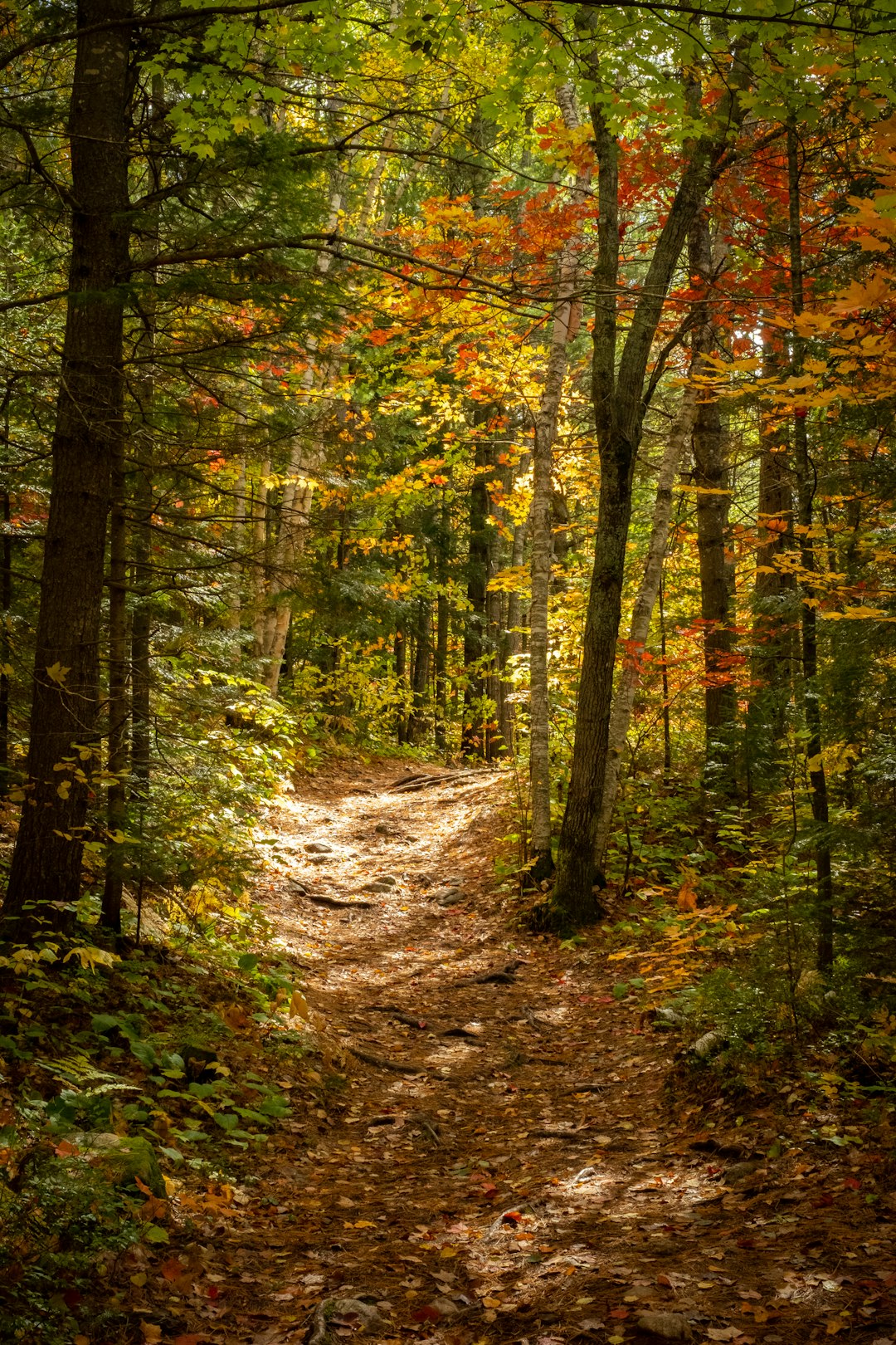 Forest photo spot Regional Park Forest Ouareau Mont Saint-Bruno