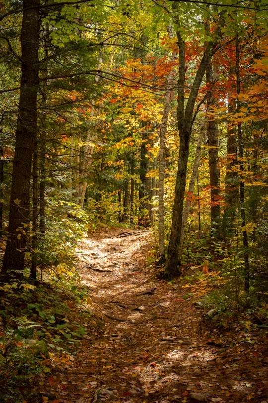 Regional Park Forest Ouareau things to do in Saint-Faustin-Lac-Carré