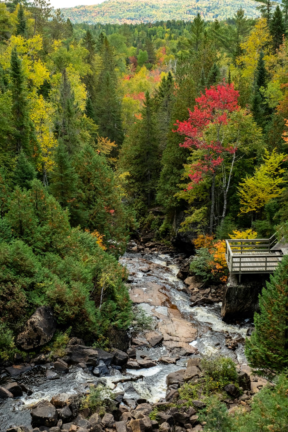 brown wooden dock near forest river during daytime