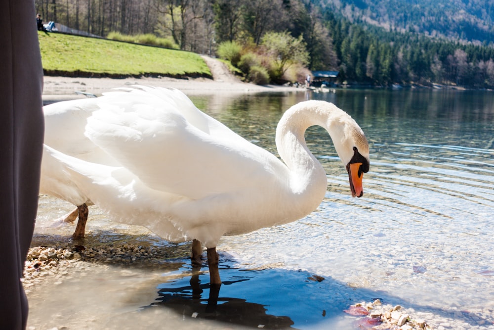 two mute swans on body of water during daytime