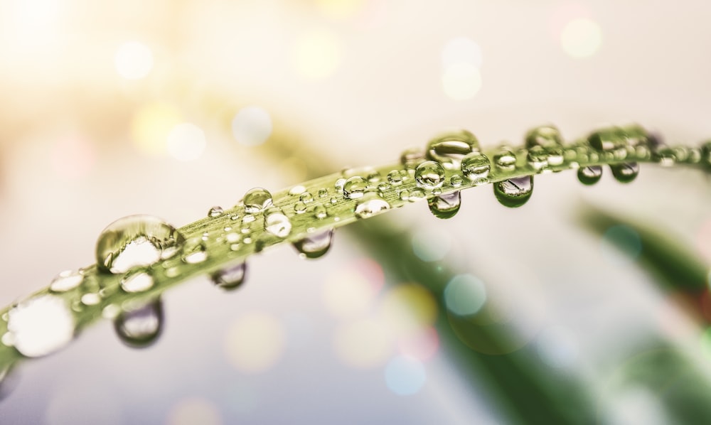 selective focus photography of water dew on green leaf