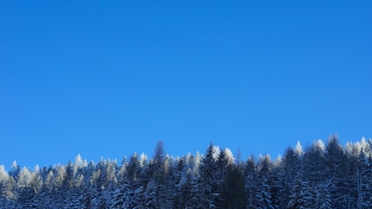 tall green trees covered with snow in Schladming Austria