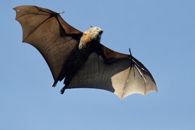 A large bat is captured mid-flight against a clear blue sky. Its wings are outstretched, showcasing the intricate veining and translucent quality of the wing membranes. The bat's fur is visible on its body, adding texture to the image.