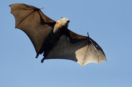 A large bat is captured mid-flight against a clear blue sky. Its wings are outstretched, showcasing the intricate veining and translucent quality of the wing membranes. The bat's fur is visible on its body, adding texture to the image.