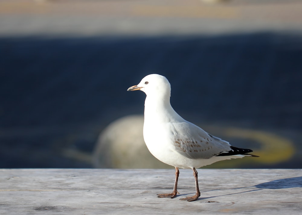 white bird on gray surface