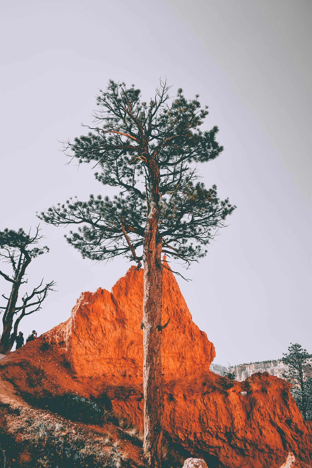 Fotografia selettiva di messa a fuoco dell'albero accanto alla collina