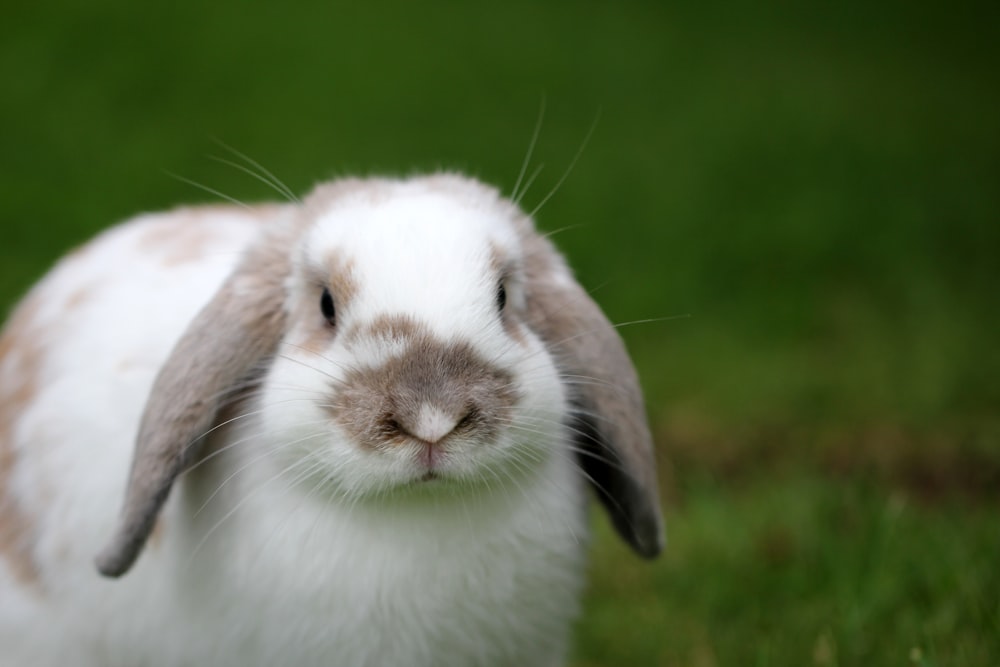 푸른 잔디에 흰색과 갈색 토끼
