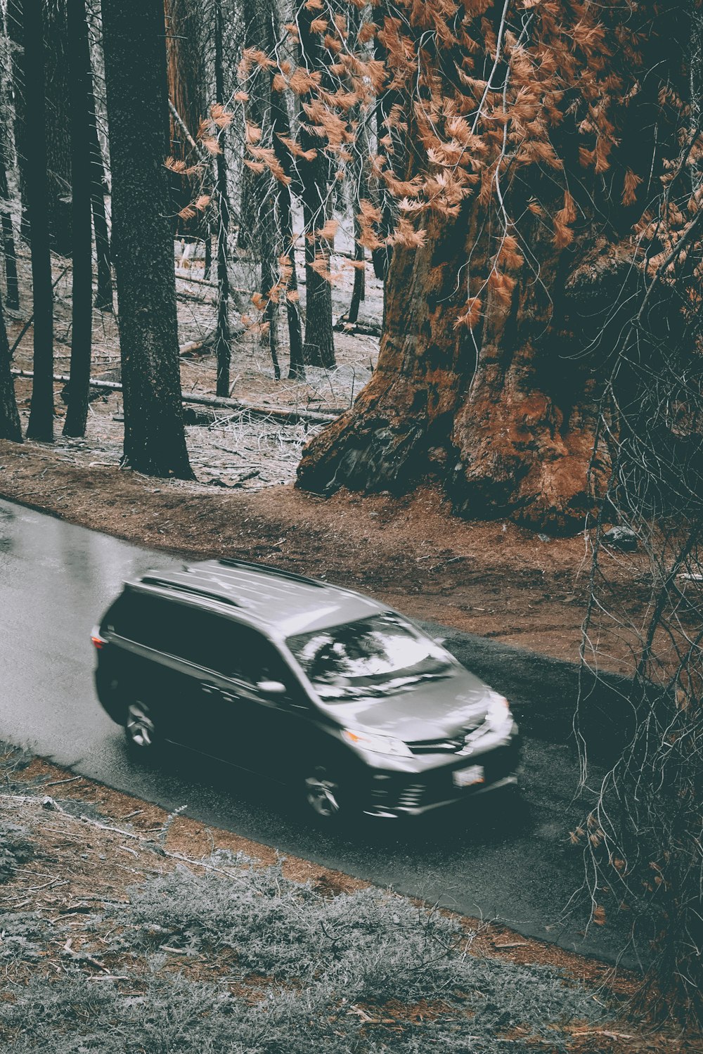 grey Toyota Sienna on wet road near forest trees