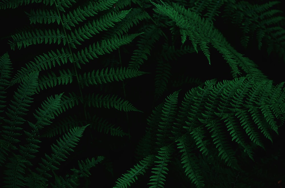 close-up photo of green ferns