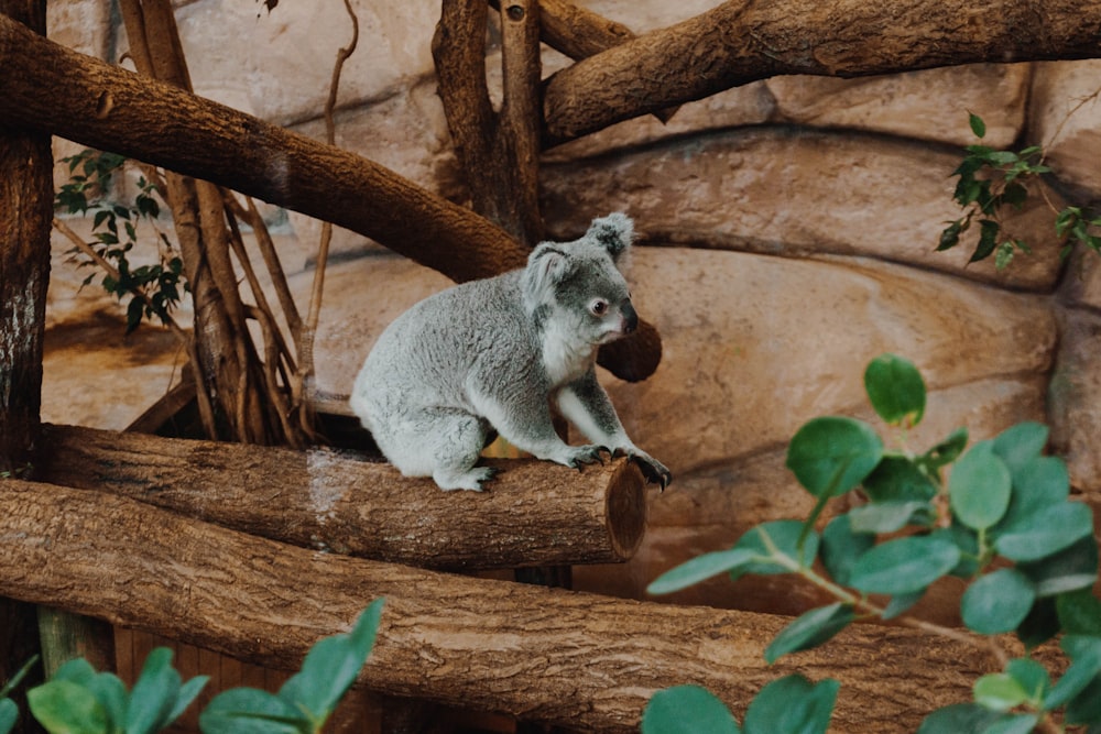 koala on log