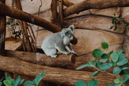 koala on log in Beauval France