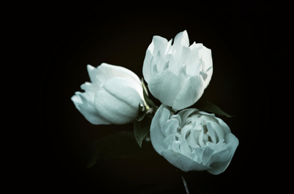 três flores brancas de pétalas