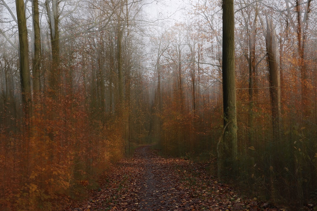 Forest photo spot Beetsterzwaag Ameland