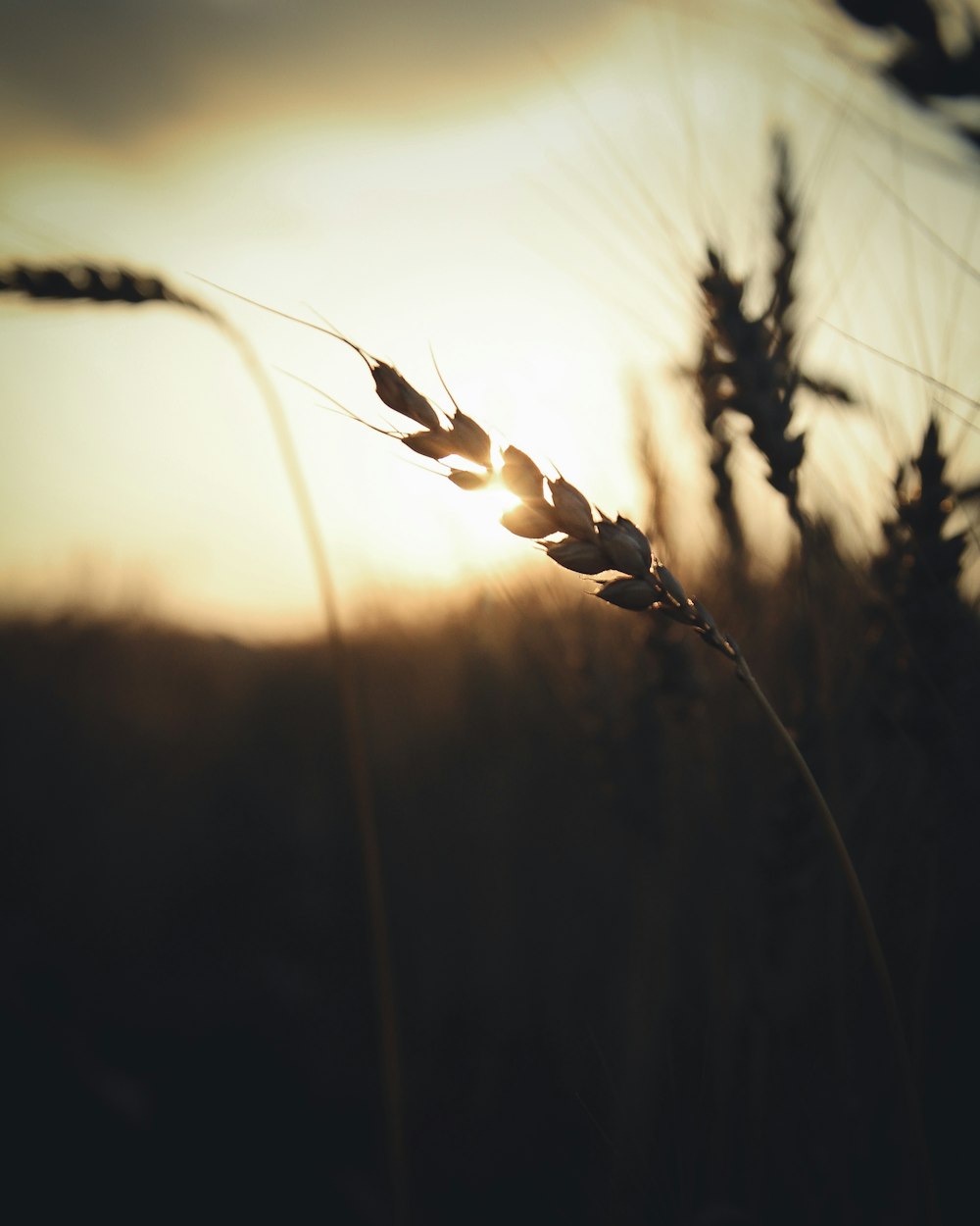 Brauner Weizen auf dem Feld während des Sonnenuntergangs