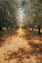 Sun-dappled path winding through olive trees with muted earth tones all around.