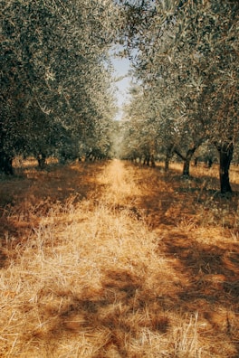 A peaceful pathway lined with olive trees, inviting calm and contemplation.