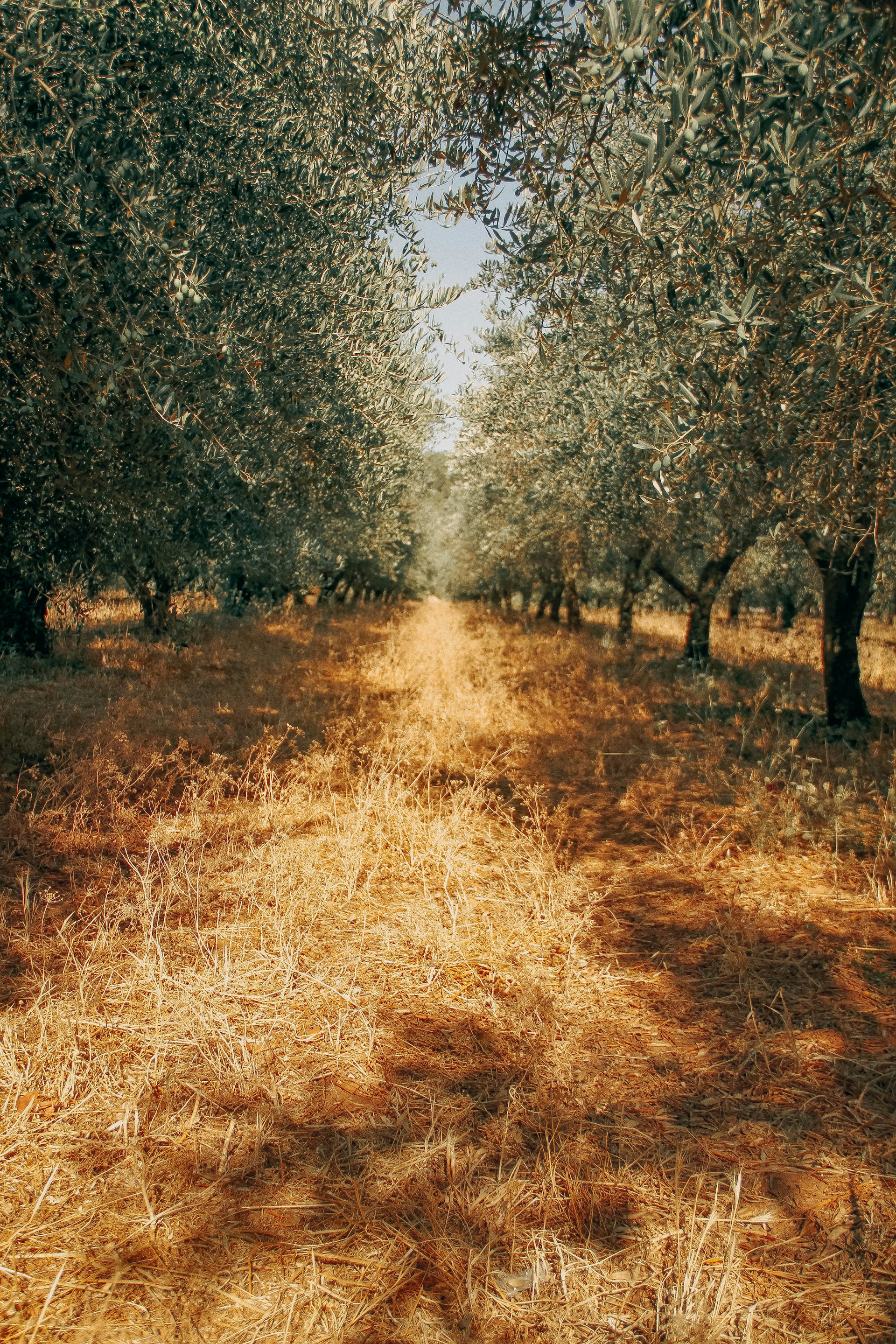 A historic stone pathway winding through ancient olive groves, with sunlight filtering through the leaves, inviting visitors to explore.