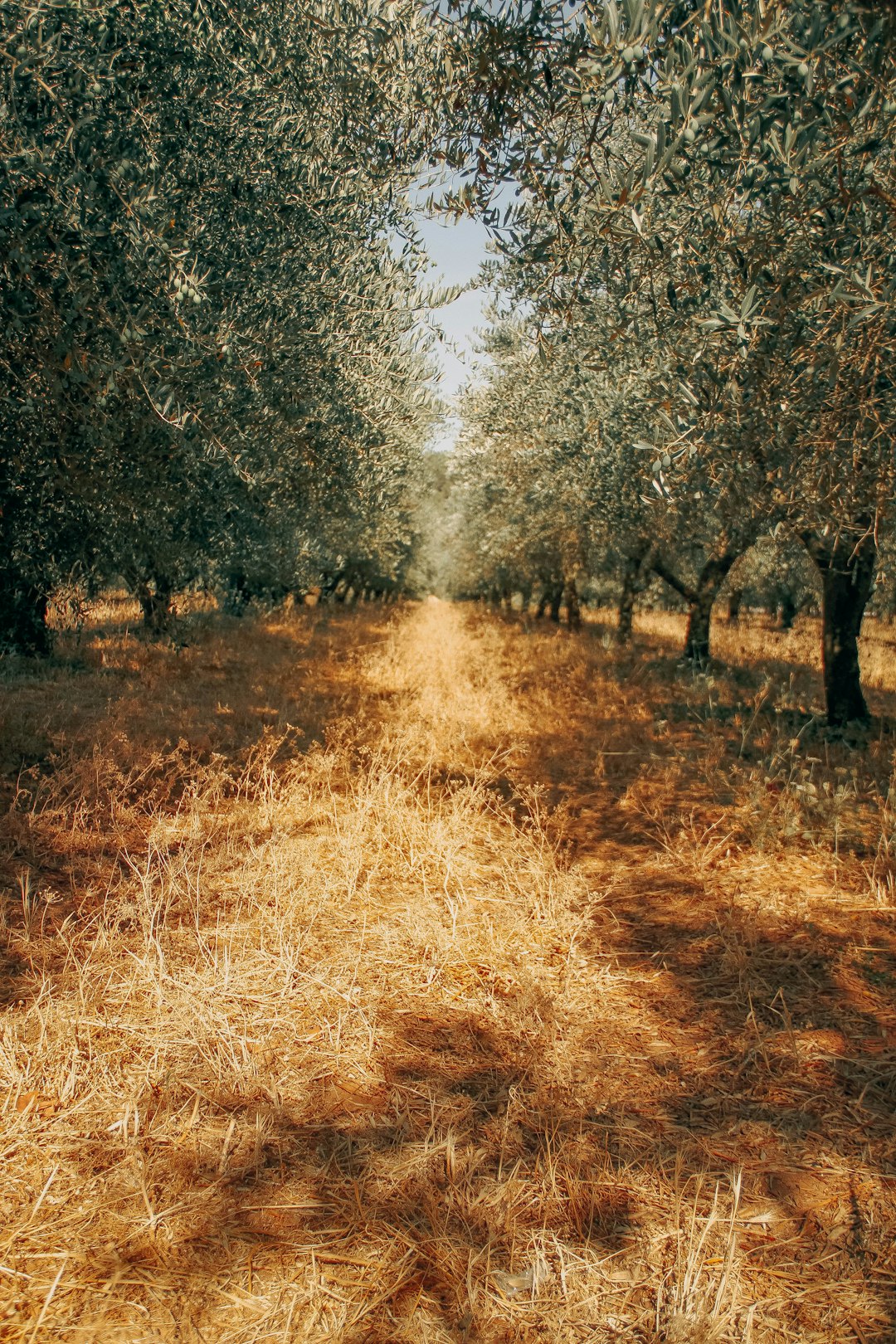 travelers stories about Forest in Cannes, France