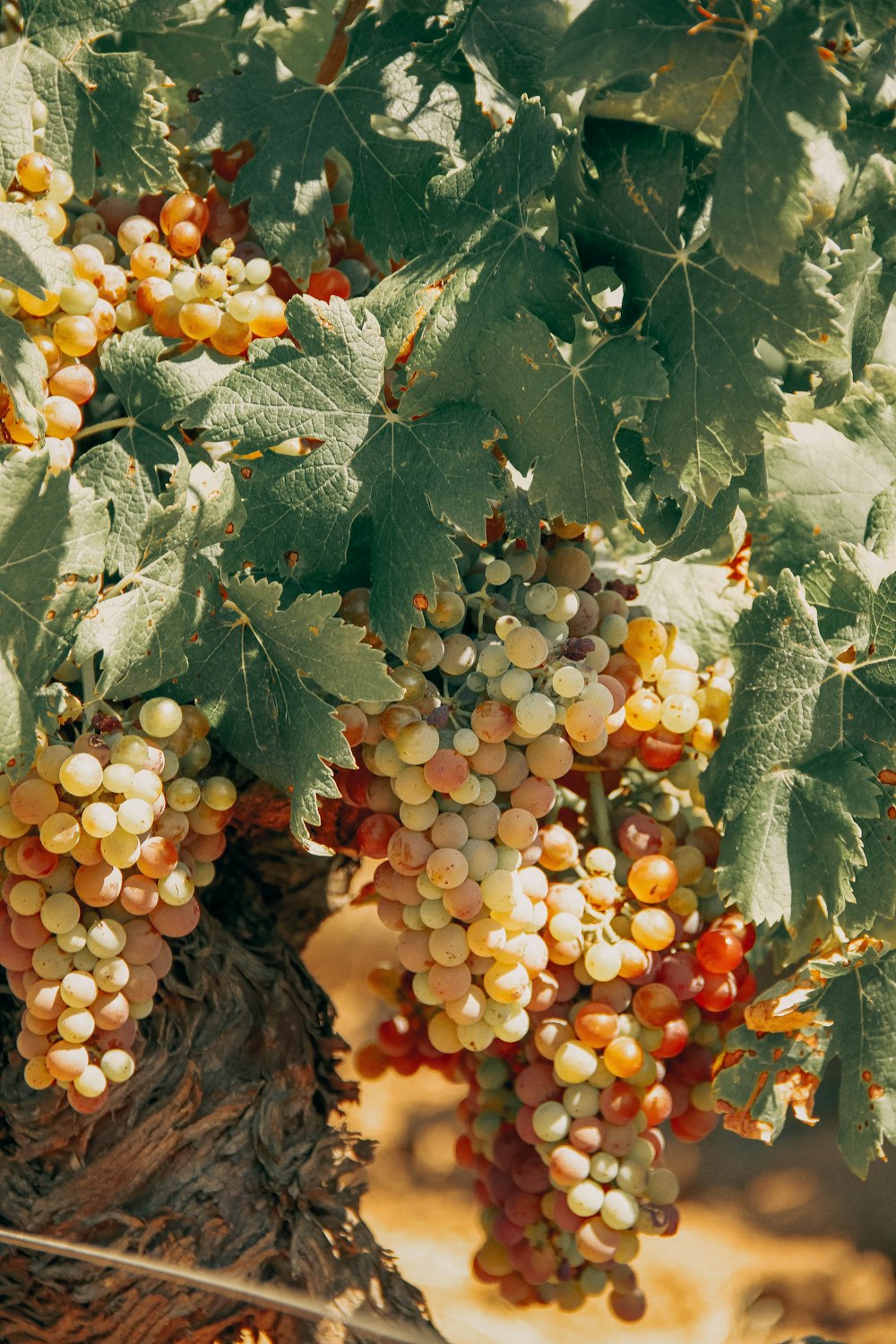 green and red grapes