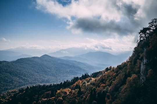 trees in mountain under clouds in Adygea Russia