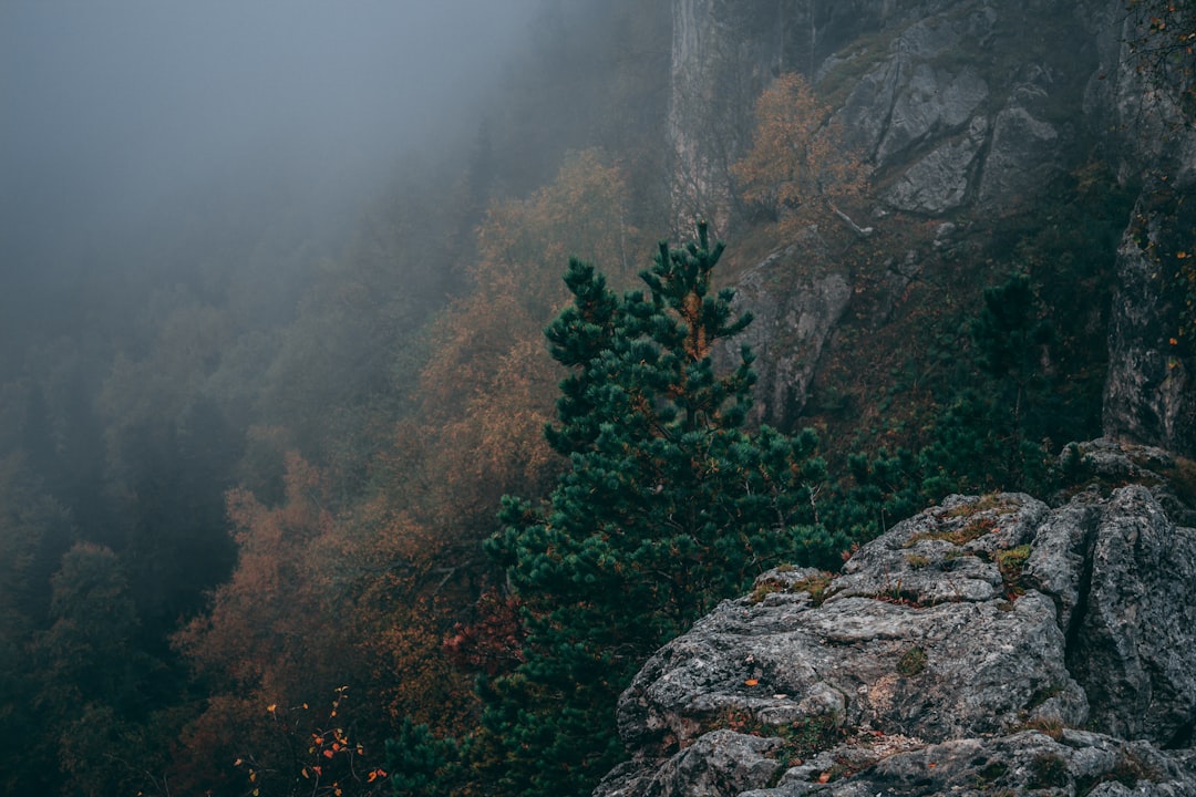 Forest photo spot Plateau Lago-Naki Russia