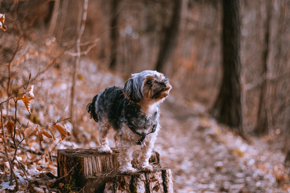 short-coated black and white dog