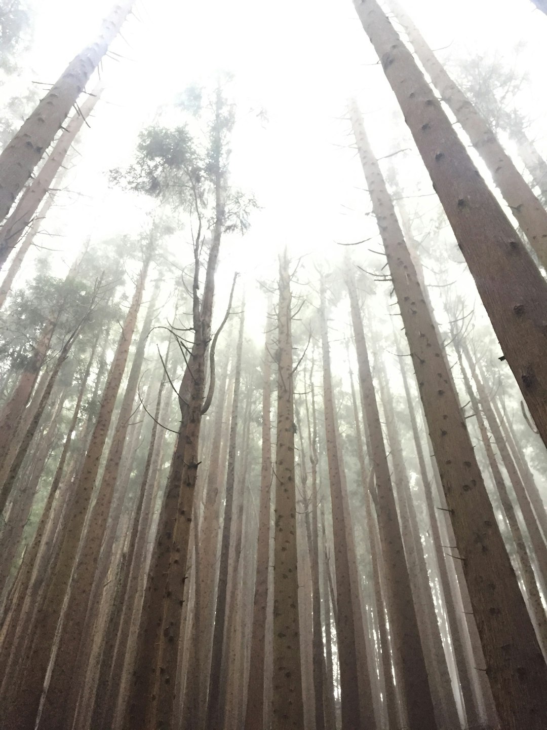 travelers stories about Forest in Azores, Portugal