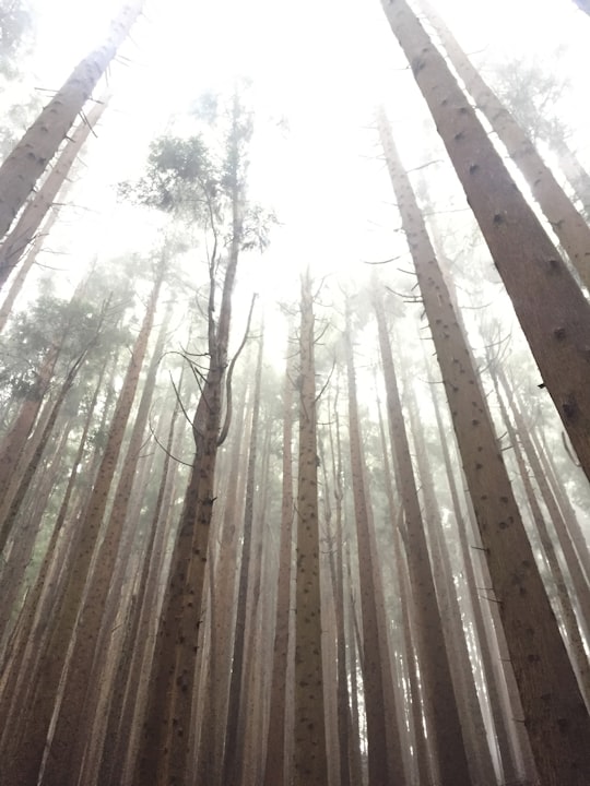 low-angle view photo of trees in Azores Portugal