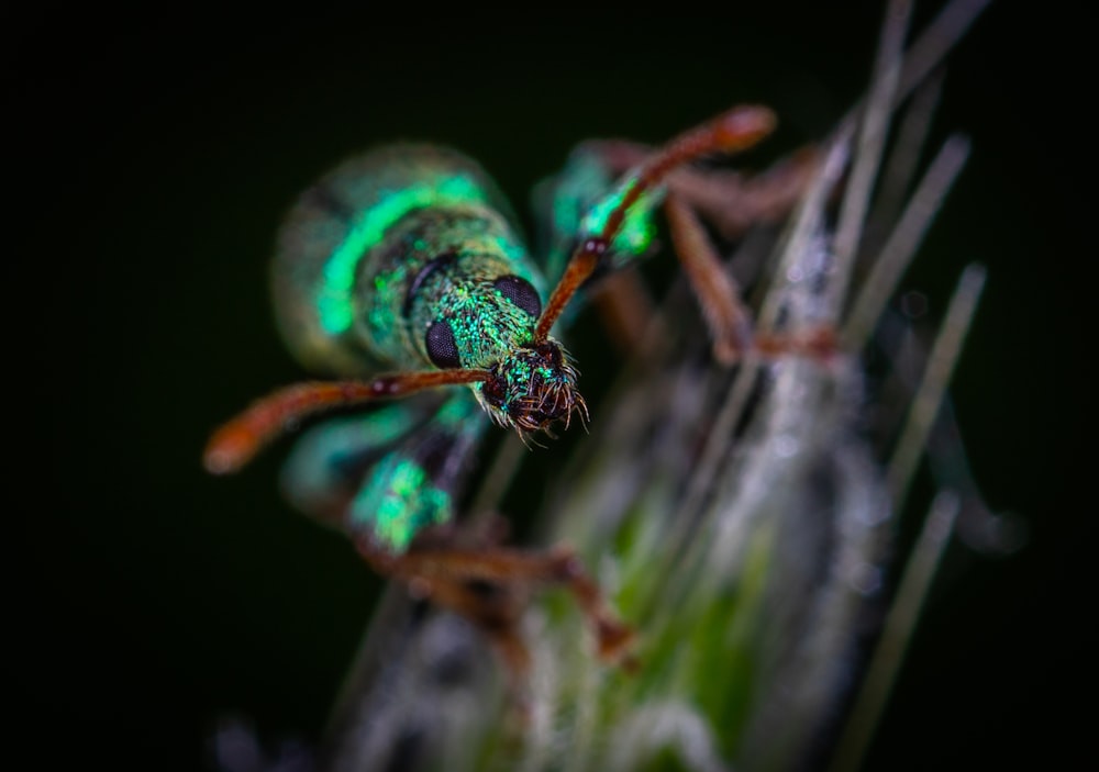 green insect on grass