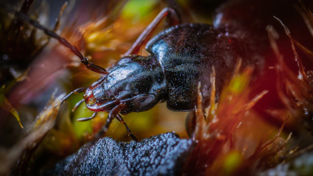 Close-up of a bed bug crawling on fabric in a dimly lit room.