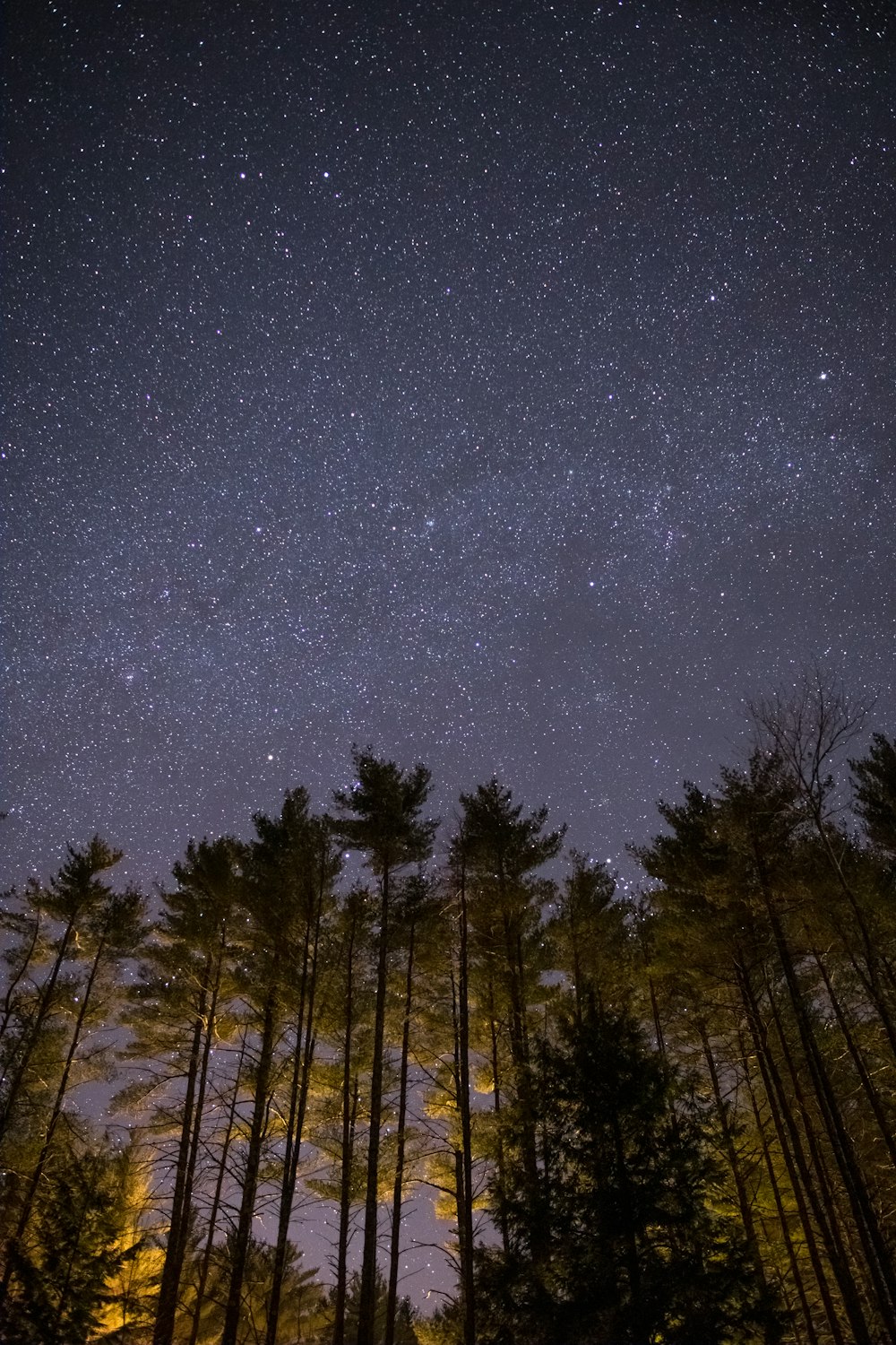 foto dal basso di alberi a foglia verde