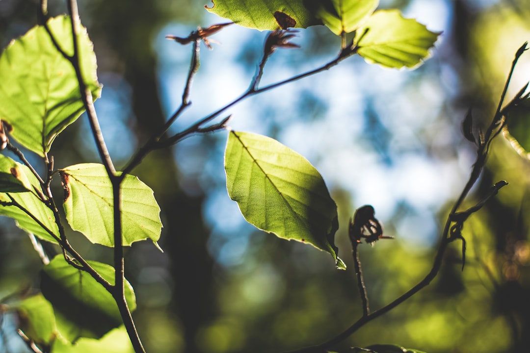 macro photography of green leafed plant