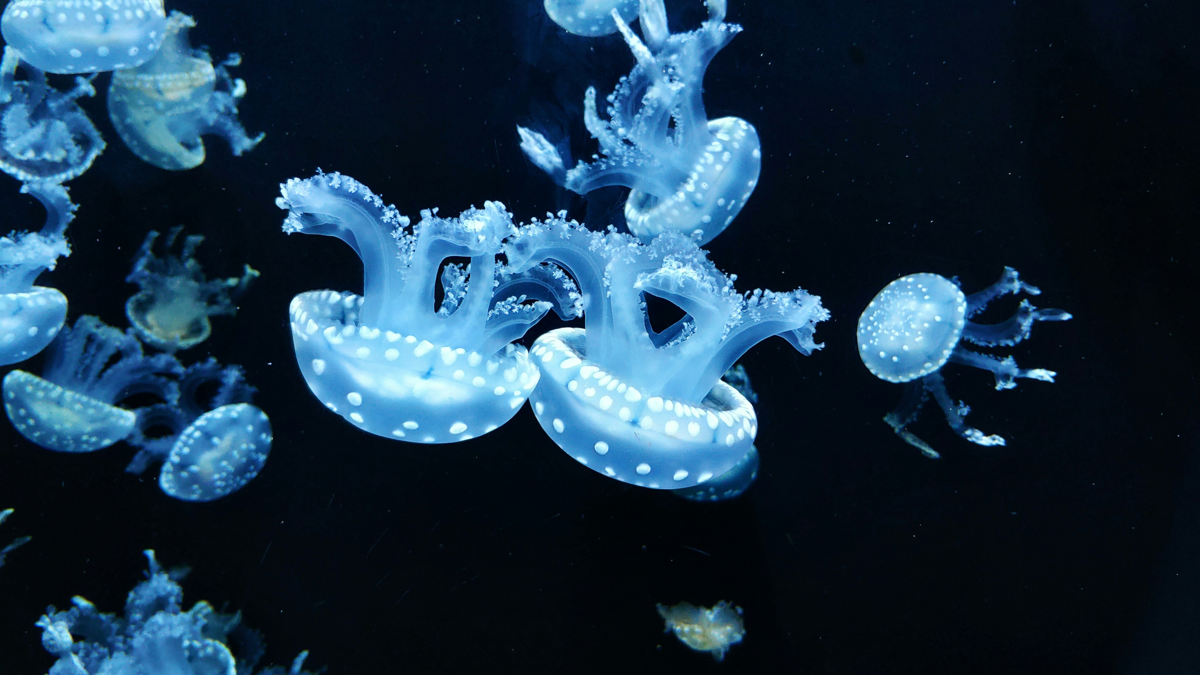 OctoDNS Automation and scripts