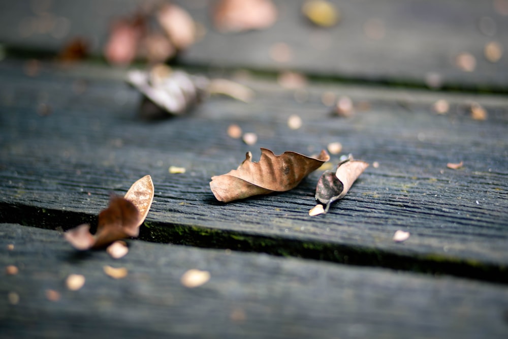 brown leaves