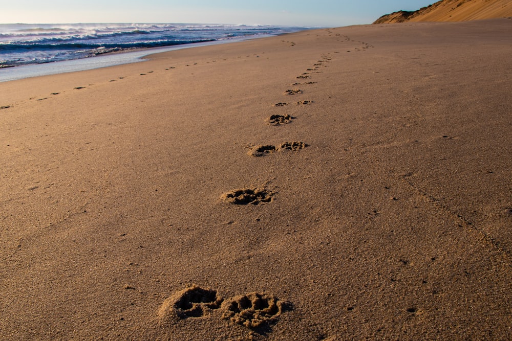 pawprints on sand during daytime