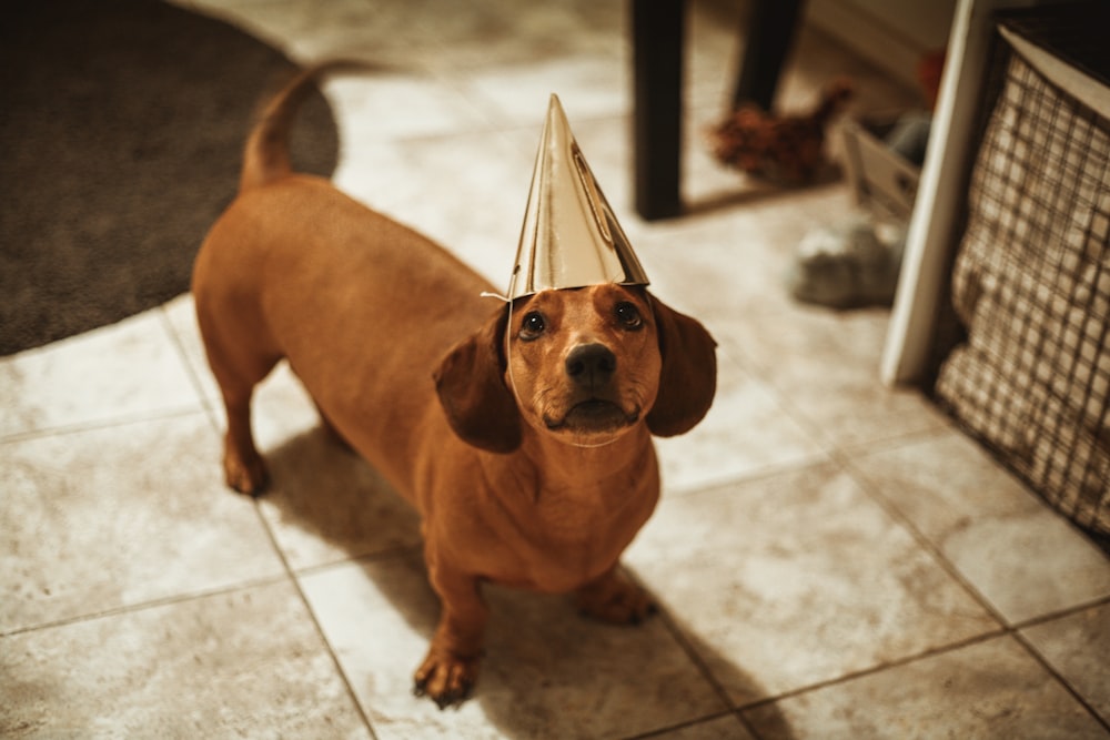 brown dachshund wearing hat
