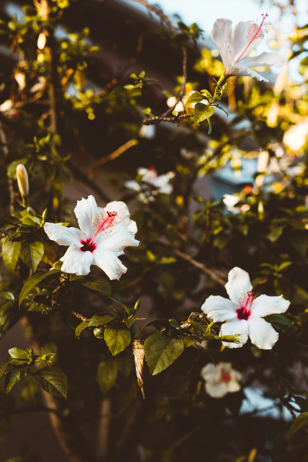 white flowers