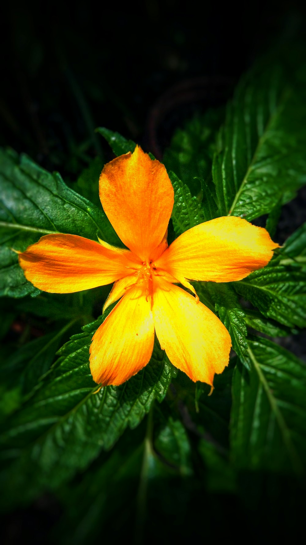 orange petal flower