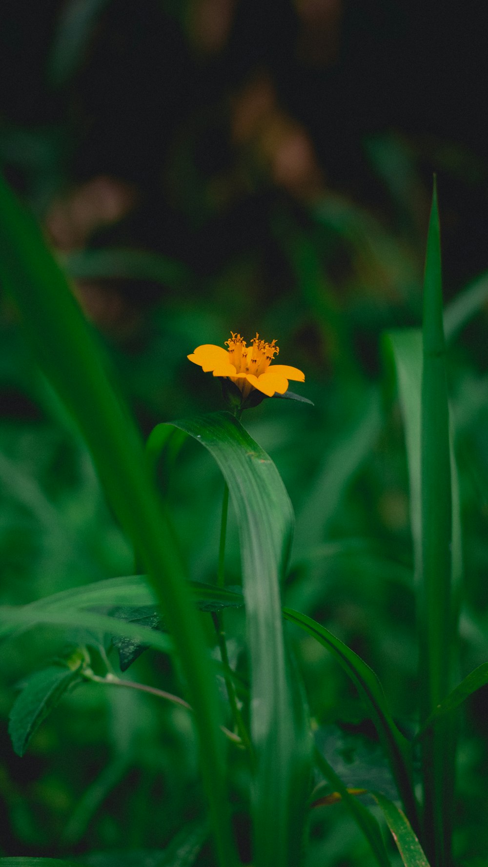 selective focus photography of yellow-petaled flower