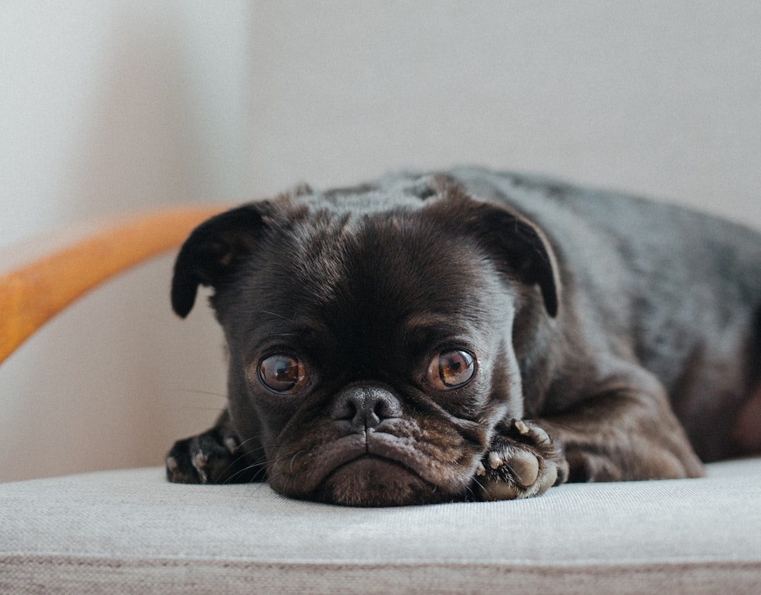 black pug lying on grey cushion