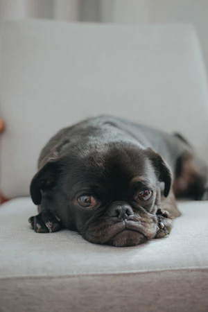 Calm dark-coated puppy