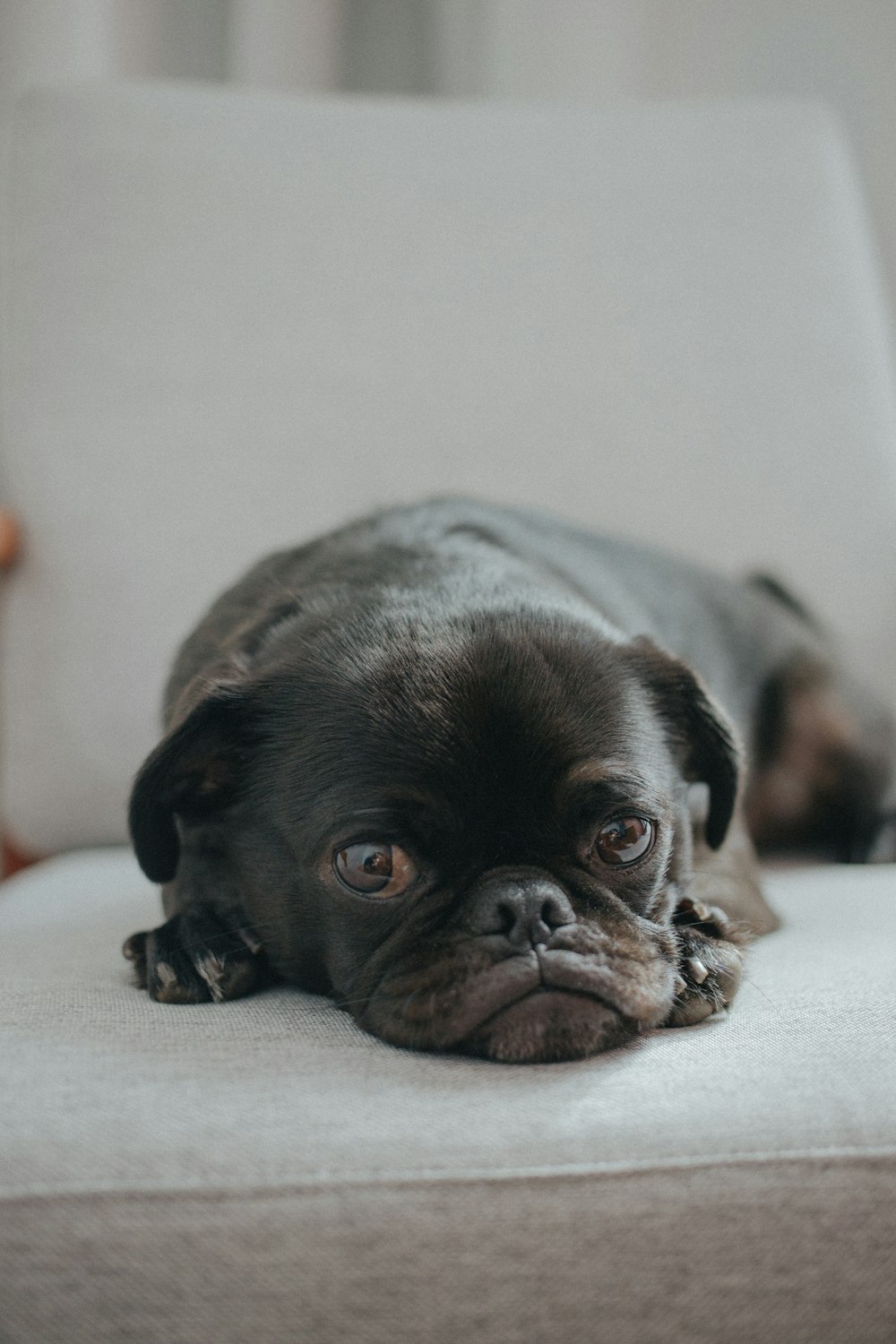 short-coated black puppy