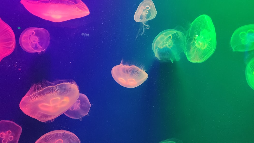 pink and green jelly fish digital wallpaper