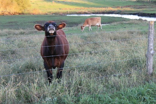 A brown cow standing near a barbed wire fence looking towards the camera with another cow grazing in the background. The setting is a grassy field with a pond and trees in the distance, under a blue sky.