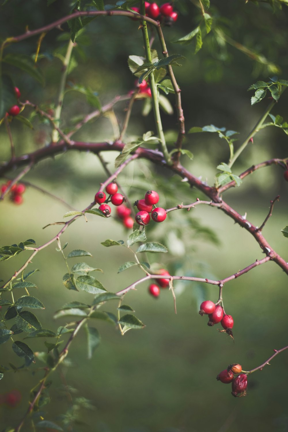 selective focus photography of red flowers