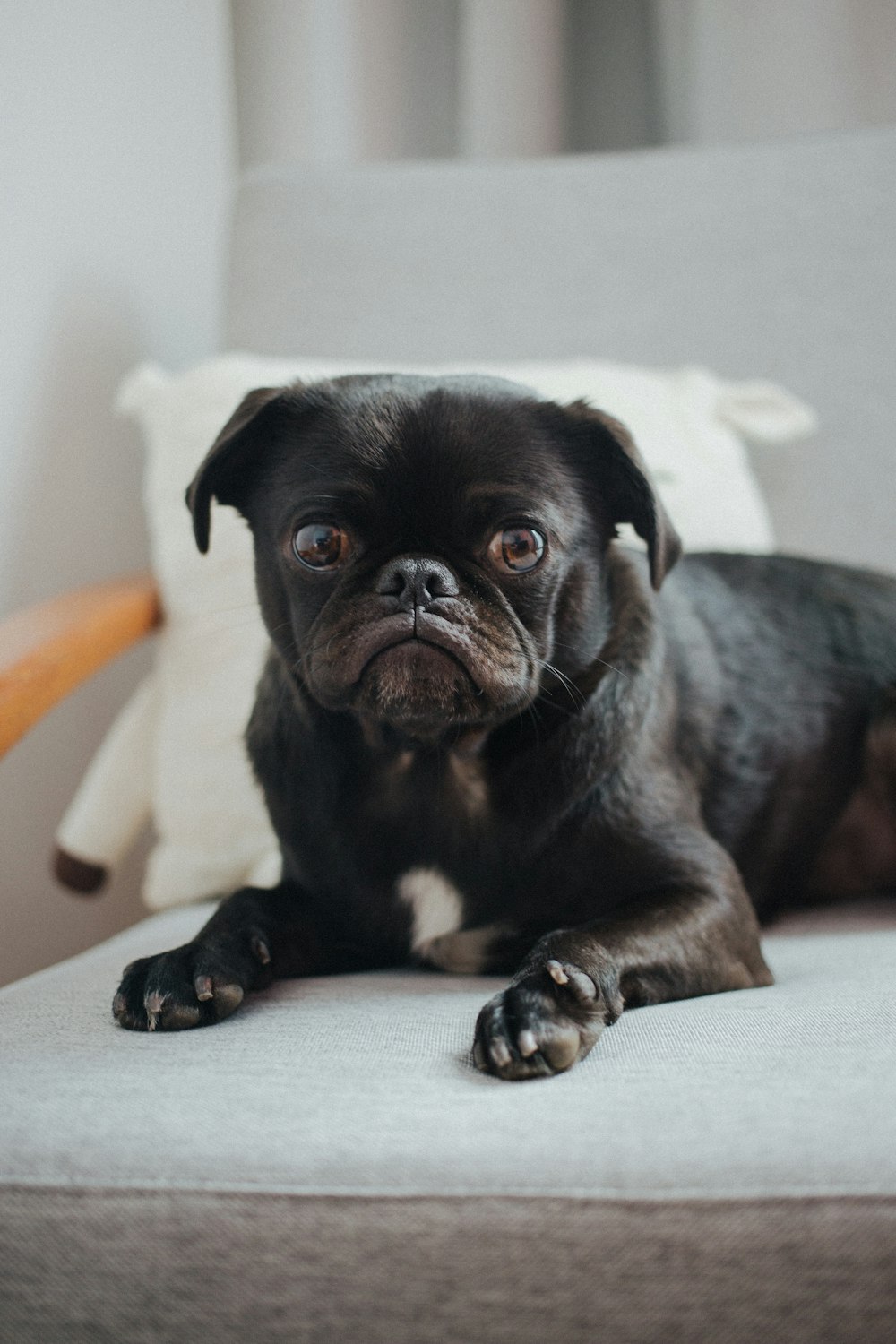 black and white Pug lying on gray fabric sofa chair