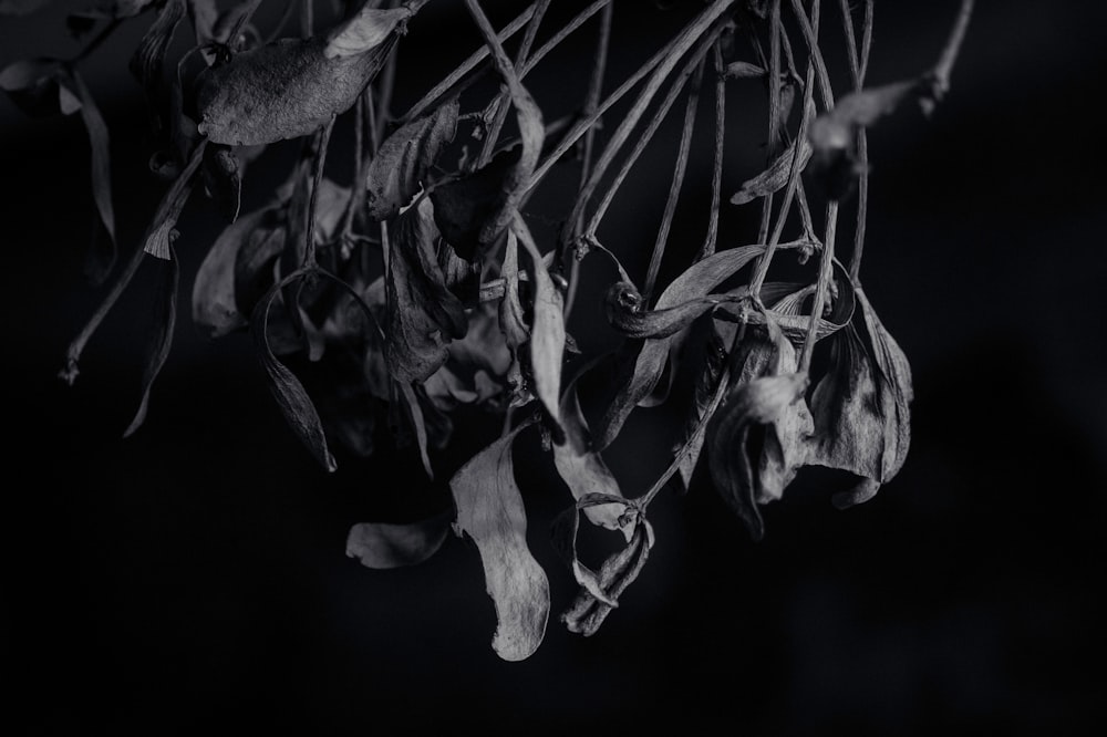 a bunch of dried flowers hanging from a wire