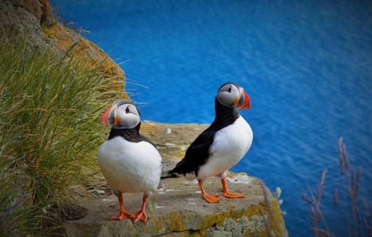 two birds perching on cliff in Látrabjarg Iceland